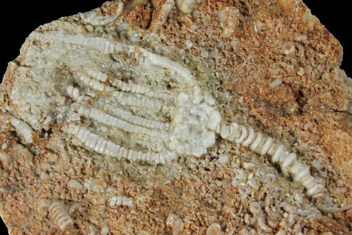 Burlington Formation Crinoid - Hannibal, Missouri #94764